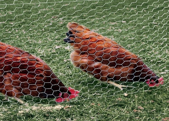 fil de poulet de 0.5-2m Mesh Netting, grillage hexagonal de volaille