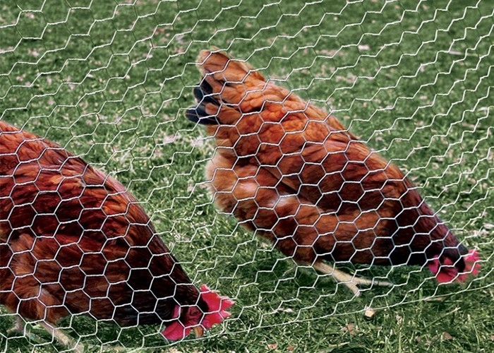Le PVC a enduit l'aperçu gratuit galvanisé de mesure de fil du grillage 0.5-5.0mm de poulet